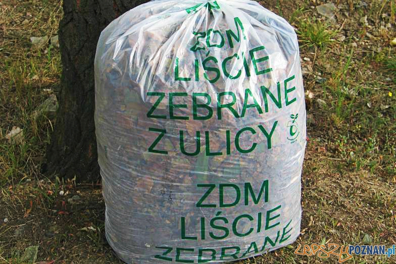 Żółty, jesienny liść... do worka Foto: ZDM