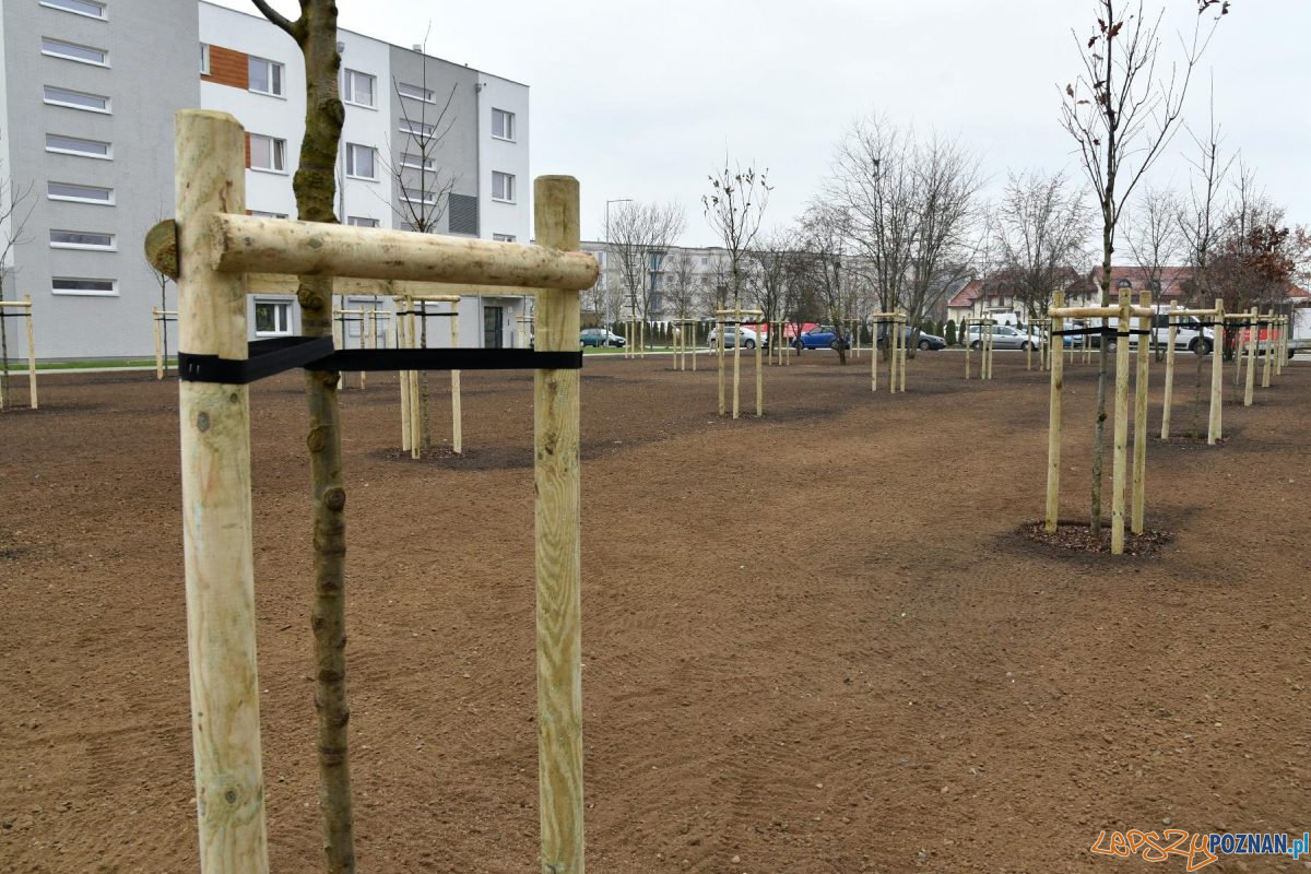 Drzewa frekwencyjne na Strzeszynie Foto: UMP