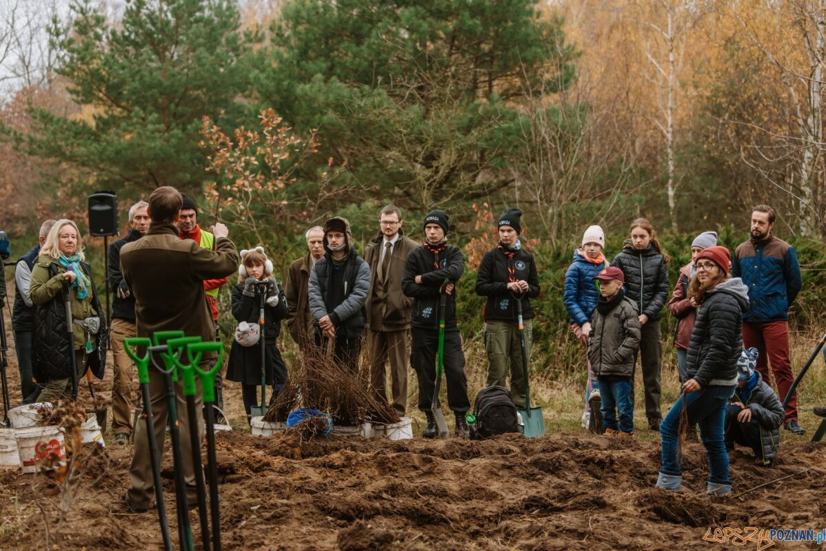 Będzie las w Krzyżownikach Foto: UM Poznania